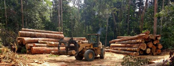 Best Tree Removal  in Fullerton, PA