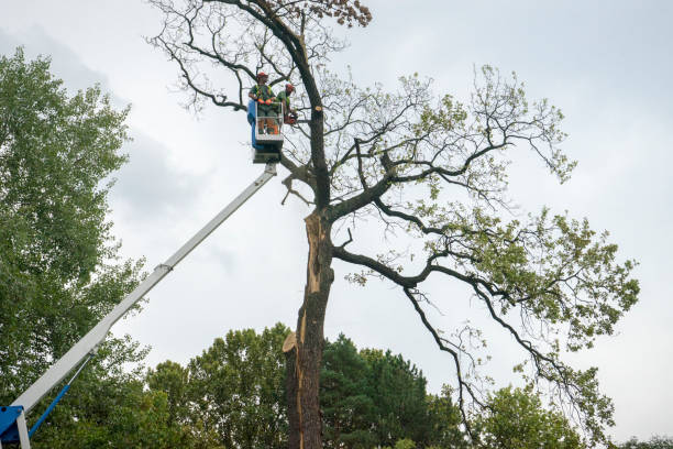 Professional Tree Care in Fullerton, PA