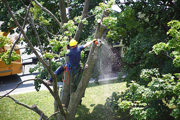 Best Grass Overseeding  in Fullerton, PA