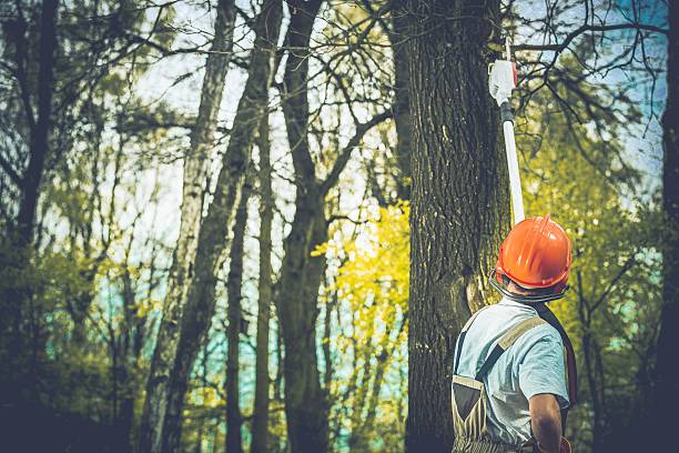 How Our Tree Care Process Works  in  Fullerton, PA