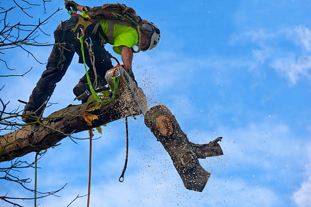 Best Soil Testing and Treatment  in Fullerton, PA
